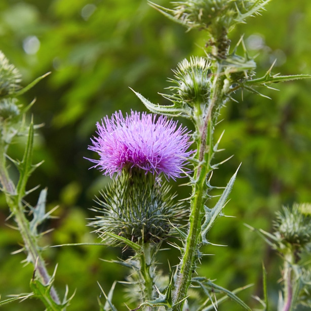 Spear thistle have pink flowers and are bad plants