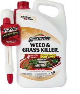 Get rid of dandelions permanently with spectracide