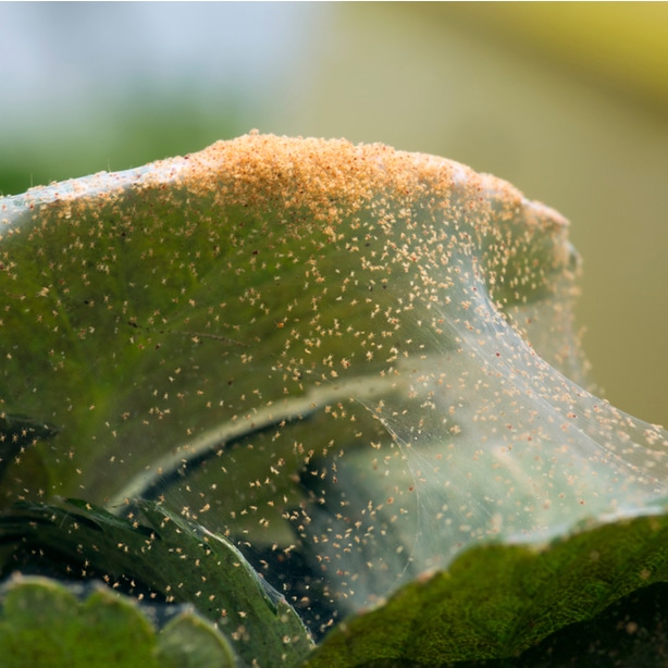 Spider mites are very small bugs that can create webs on your bushes