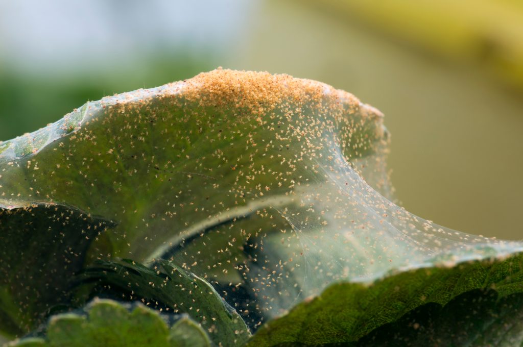 A leaf covered with thousands of spider mites