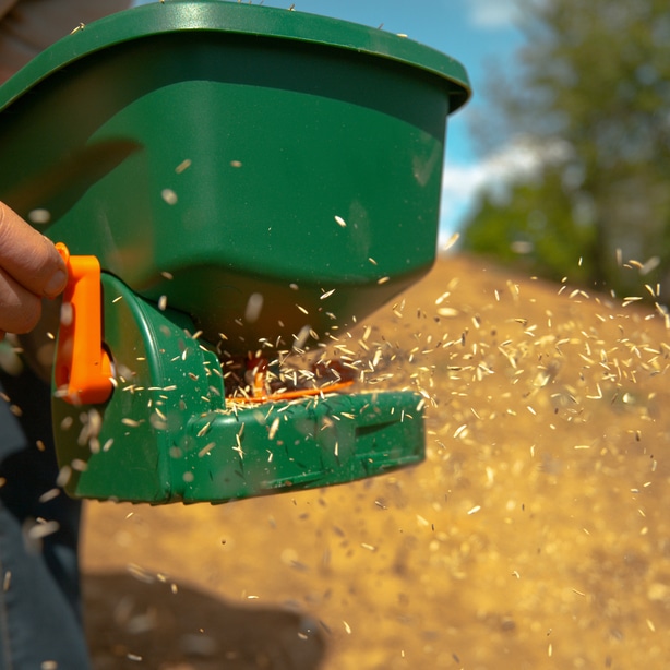 Spread seed to about 2 to 5 pounds of seed every 1,000 square feet.