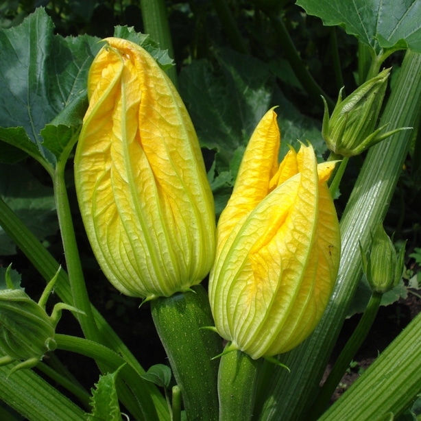 Squash flowers may need to be manually pollinated