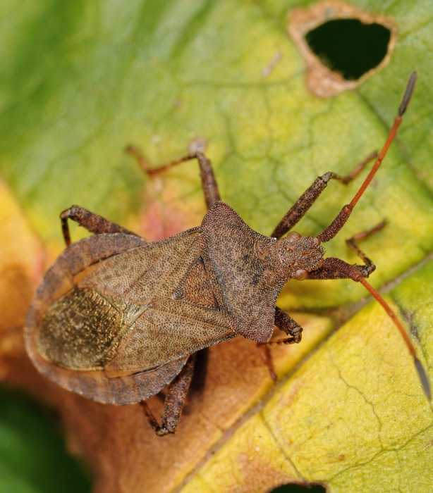These pests can be very troublesome because they suck the plants juice and cause it to wilt.