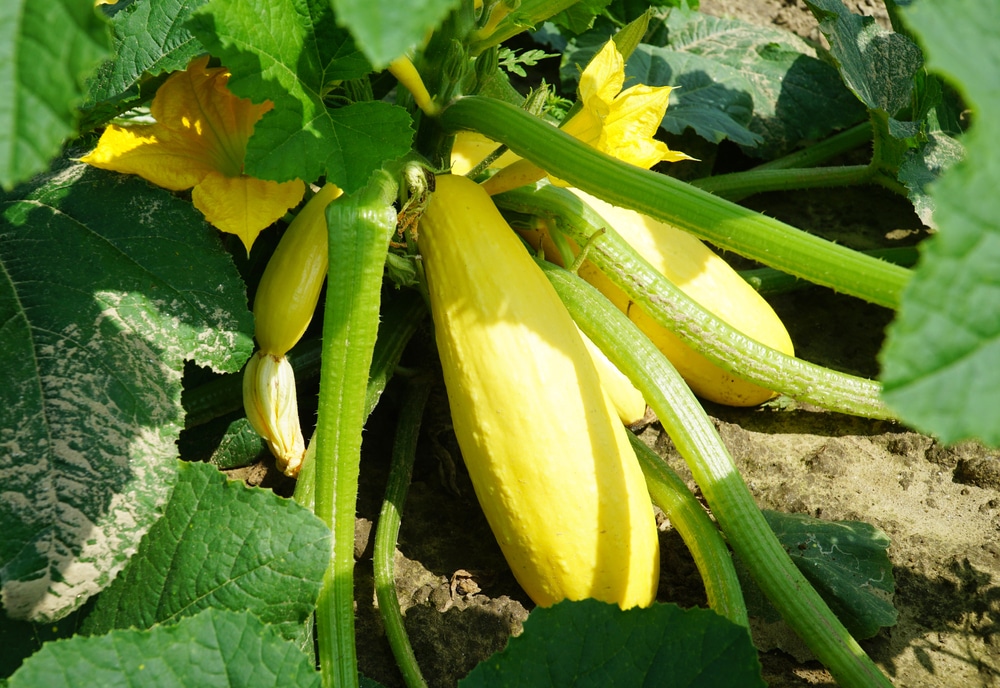 Squash with squash blossoms