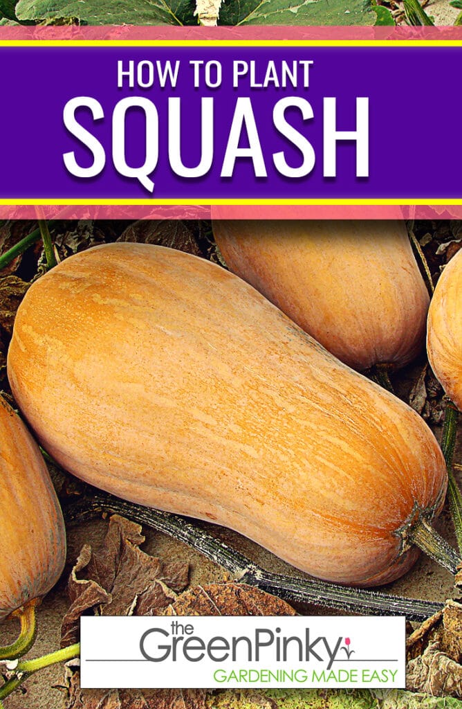 Growing squash fruit is not difficult with a proper care guide.