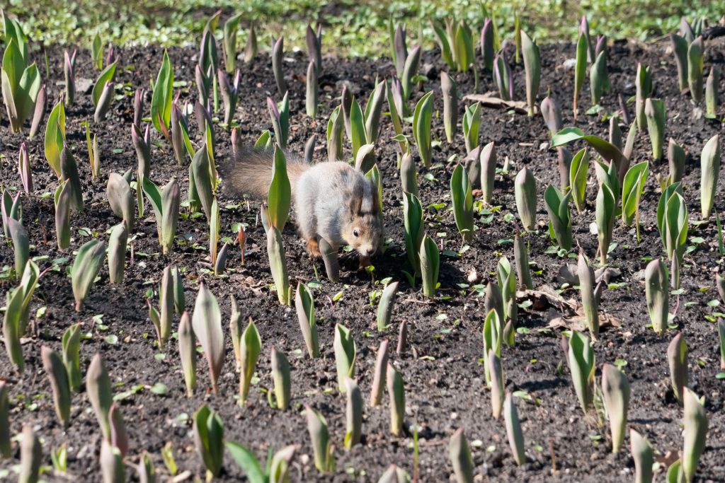 Squirrel running in the middle of a tulip garden