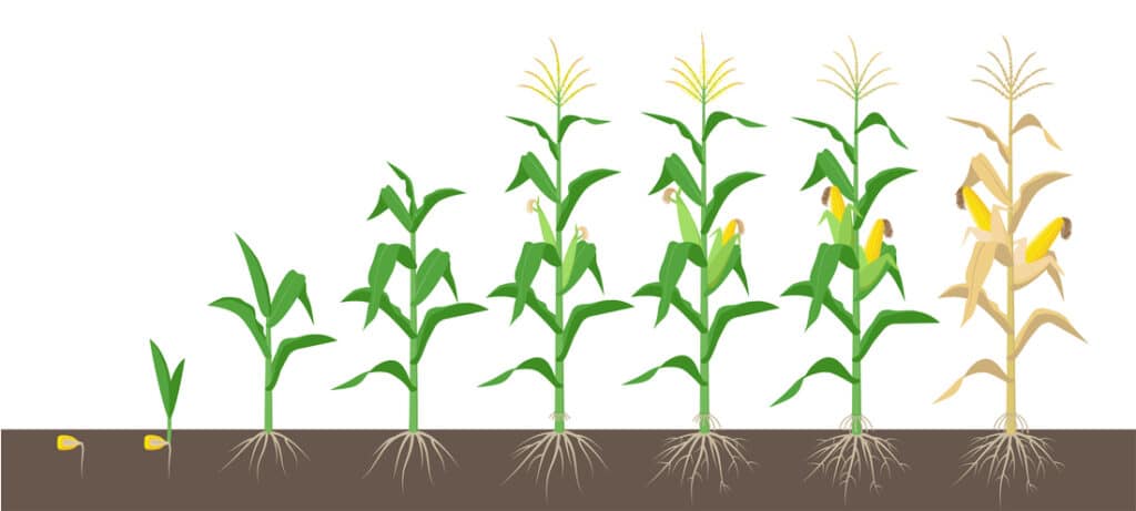 A brief overview of the different stages of growth