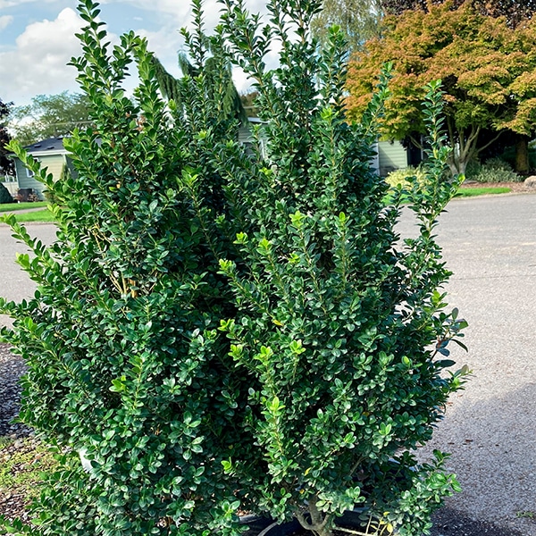 Steeds Japanese Holly Steeds japanese holly makes a wonderful evergreen shrubbery