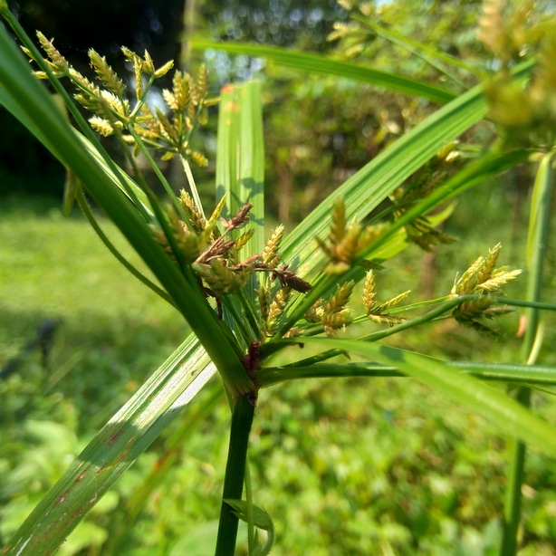 The stems have 3 edges that make it easy to distinguish
