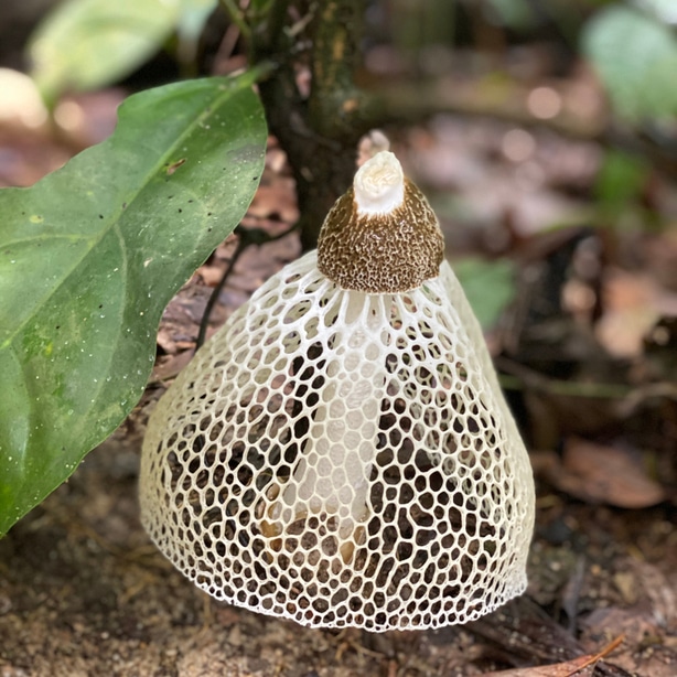 Stinkhorn mushroom can be picked and eaten.