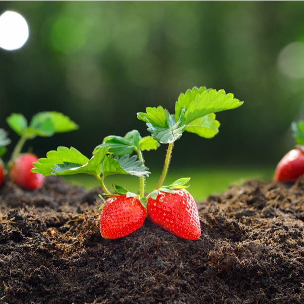 Strawberry plants cant be grown between asparagus to prevent weeds