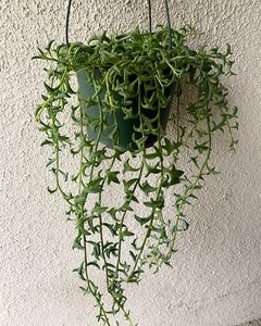 String of dolphins beautifully hangs in a planter