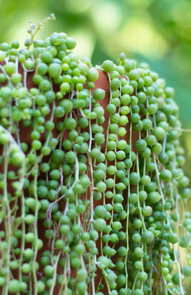 A regular green string of pearls plant