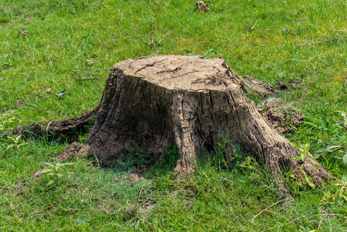 Tree stumps can be difficult to get rid of