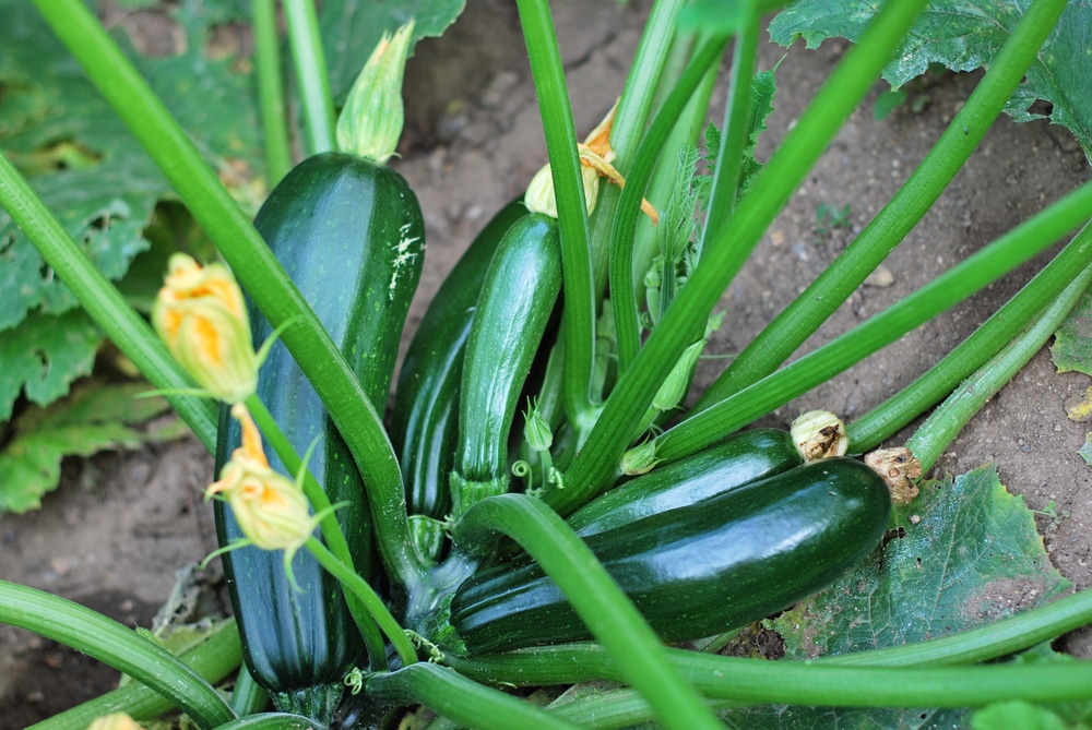 Summer squash sitting in the soil
