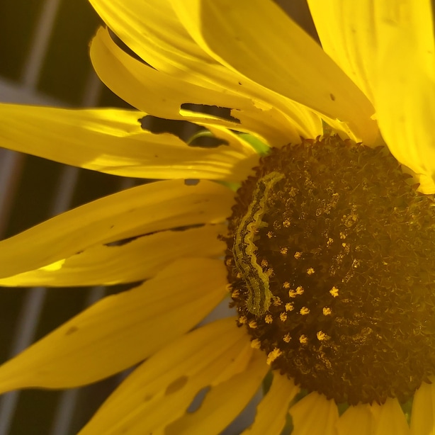 Sunflowers can act as trap crop to attract the caterpillars