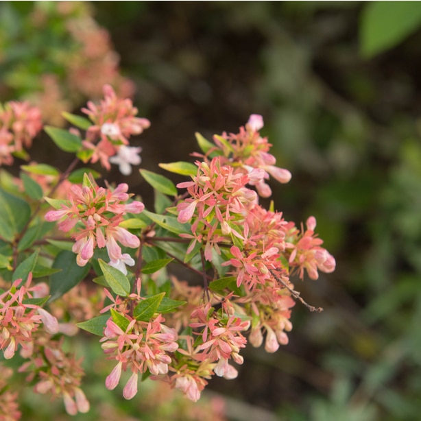 The sunshine daydream flowers are a creamy pink and very fragrant