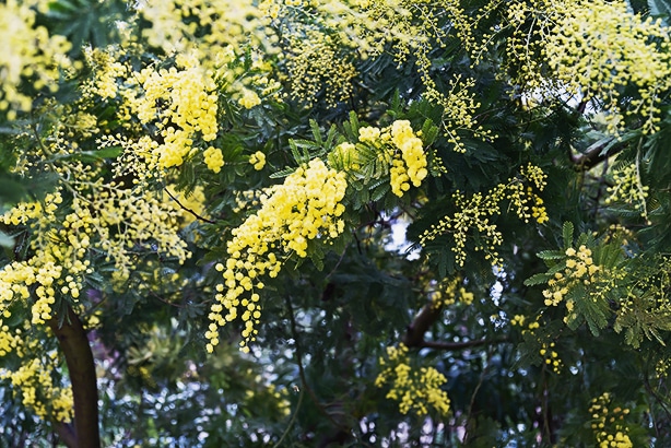 Sweet acacia tree is recommended in desert situations