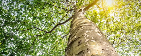 Sycamore grows healthy with the proper water and sun