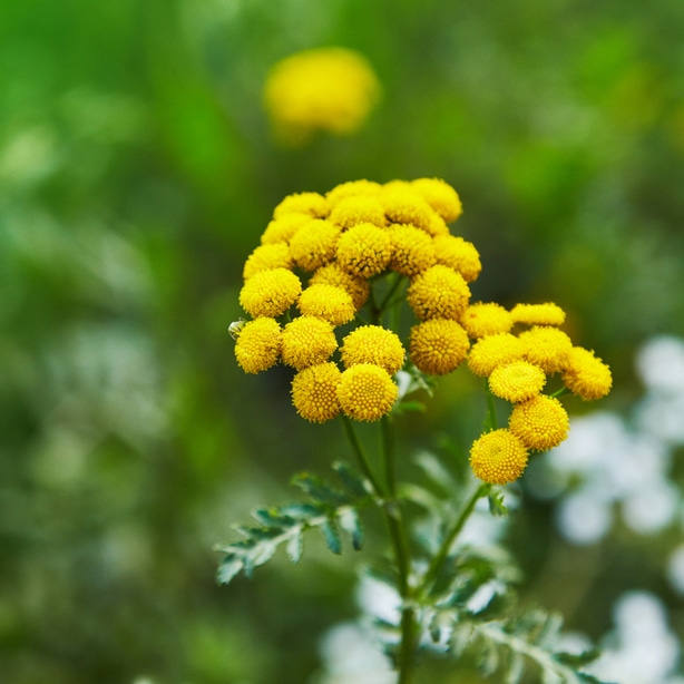 Tansy yellow flower Tansy, used to be a popular culinary herb, but not can be used as an insect deterrent.