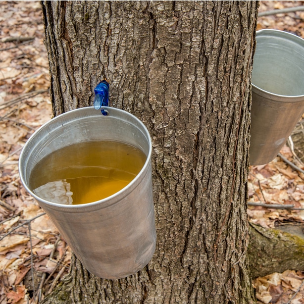 Trees can be tapped, particularly in the winter for sap that can be made into maple syrup