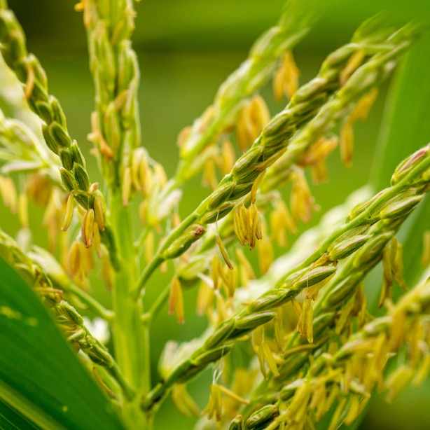 Tillers are male structures of the plant.