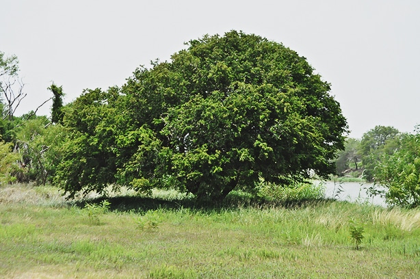 Texas ebony trees grow well in texas and arizona deserts