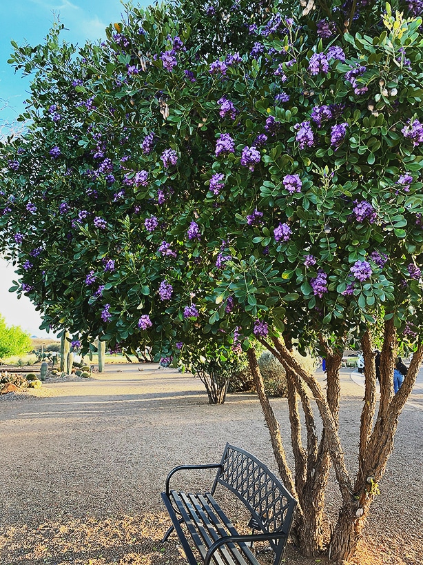 Texas mountain laurels are popular trees