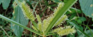 Nutsedge: How to Identify and Get Rid of It