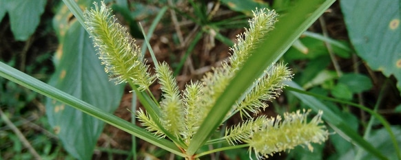 Nutsedge is commonly named the world's worst weed
