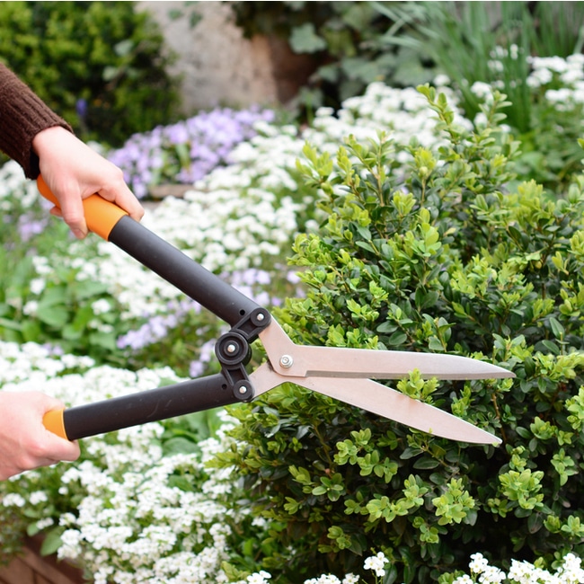 Thinning shrubbery allows light and air to penetrate its foliage