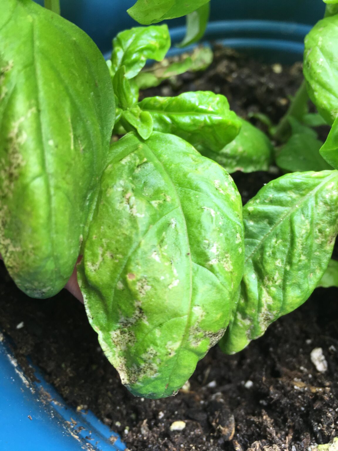 White Spots on Your Basil? — Identify the Problem and Fix It
