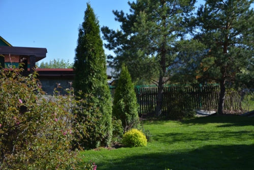 Thuja occidentalis growing in a yard healthily with proper water and fertilization