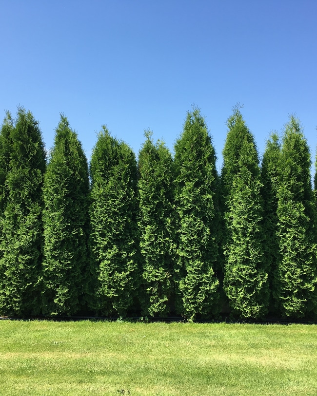WIth proper care, thuja arborvitae can be made into a privacy hedge.