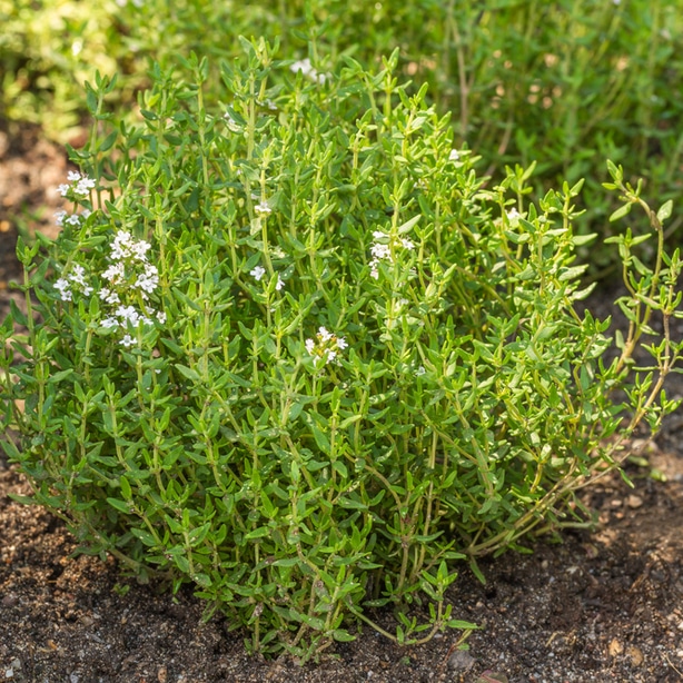 The delicate flavor of thyme pairs well in dishes that can be used alongside asparagus