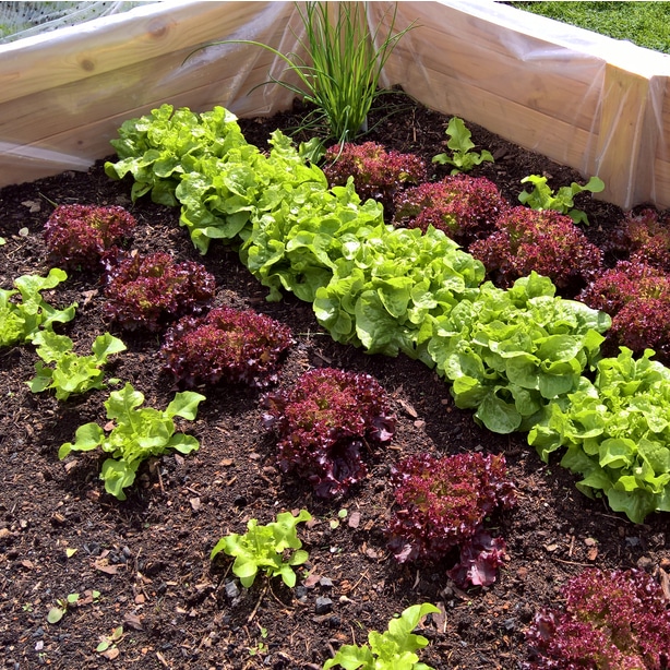 Grow in rows and space growth by two weeks so you have a continual supply of lettuce