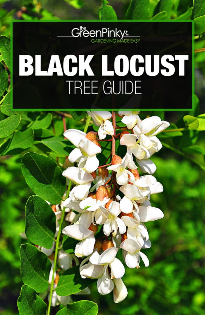 Proper watering, fertilization, and sunlight is necessary to help your tree thrive.