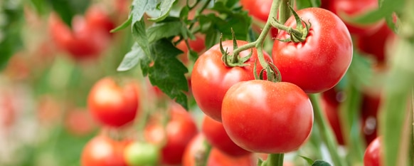 Tomatoes go through multiple growing stages as they go through their life cycle