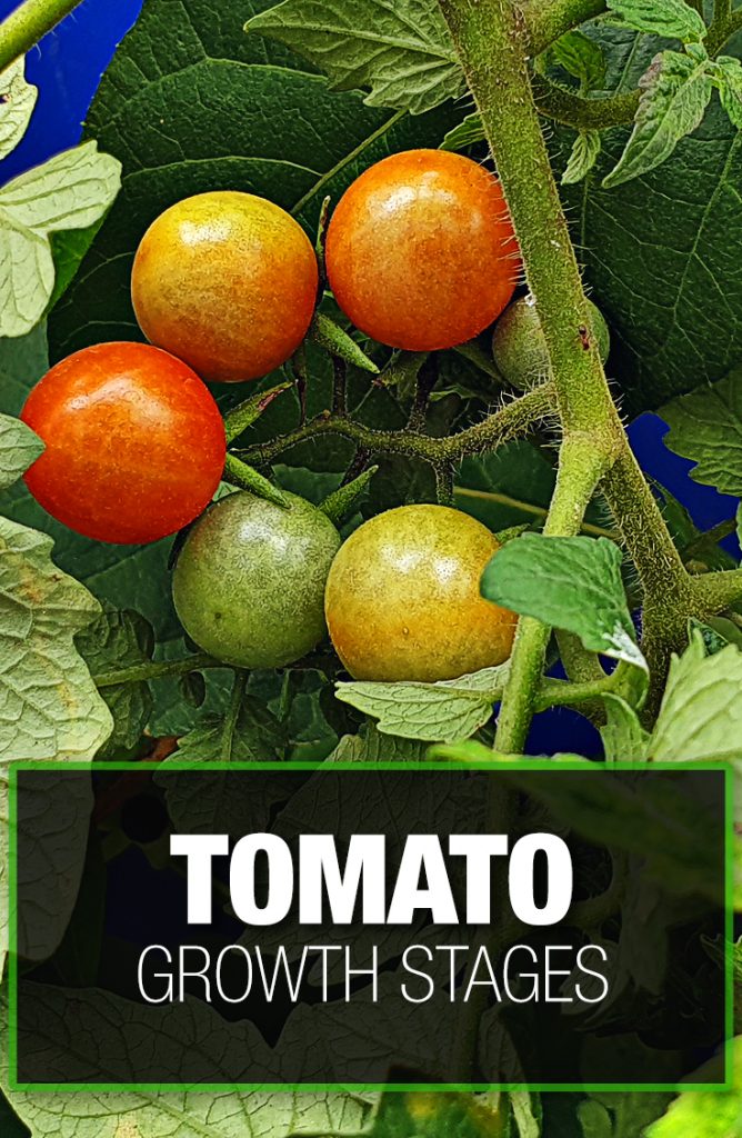 Understanding tomato growth stages help you be a better gardener