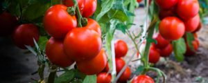 Healthy ripe tomato from proper nutrients and fertilization