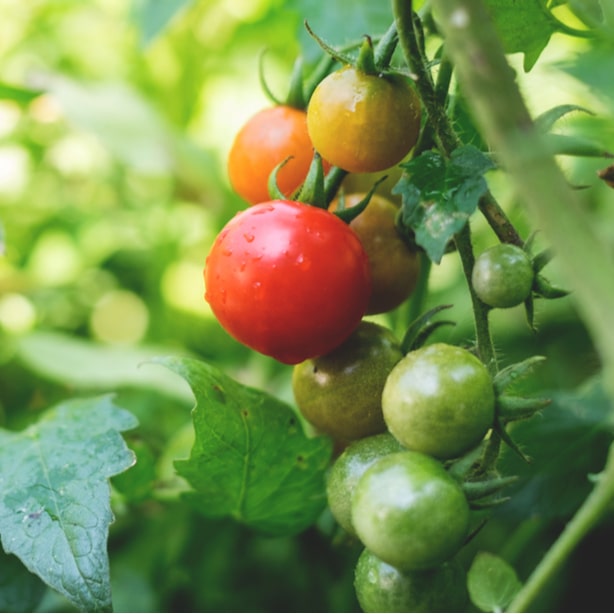 Planting tomatoes requires proper timing