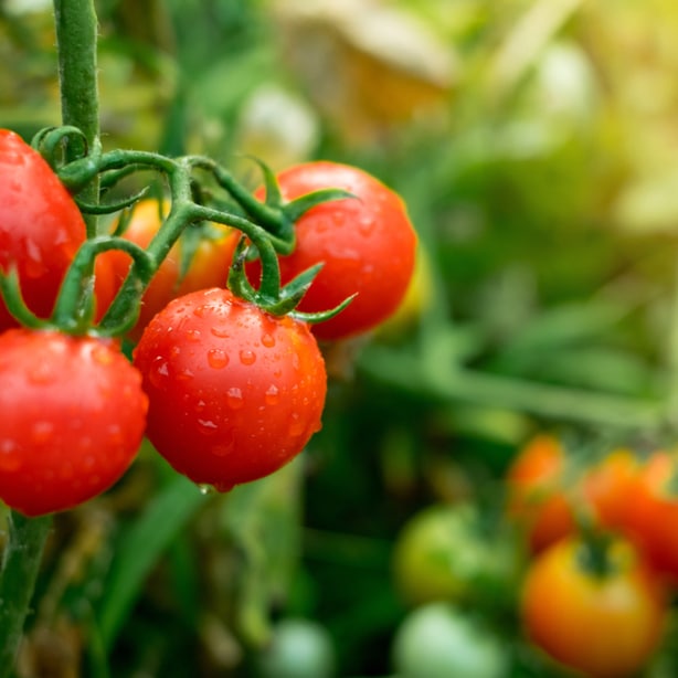 Growing tomatoes are almost ready for harvest