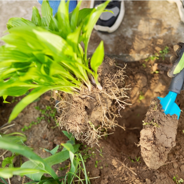 Transplanting Transplant it into a new hole so it can flourish and grow into a bigger plant