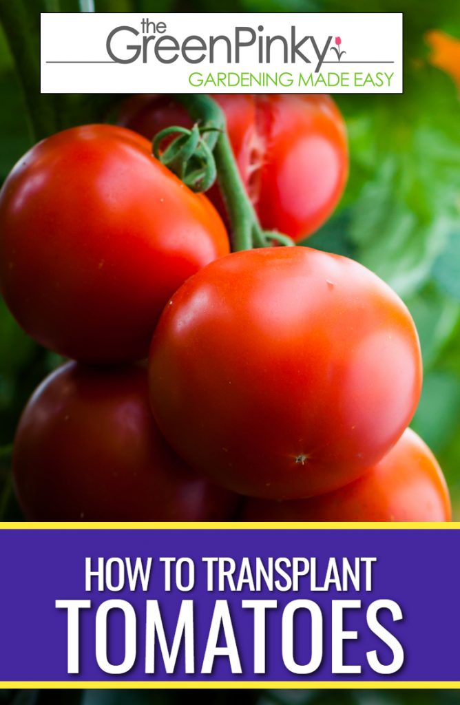 Transplanting tomatoes at the right time results in healthy harvests