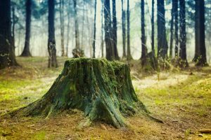 Tree stump that needs to be removed properly requires a guide