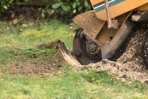 Se puede usar una amoladora de tocones de árbol. El tocón no está cerca de su casa.