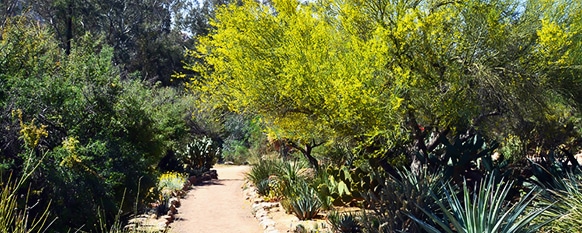 Desert trees that grow in arid conditions