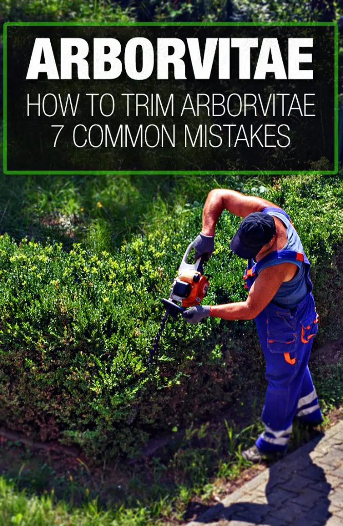 How To Trim Arborvitae 7 Mistakes To Avoid And Tips