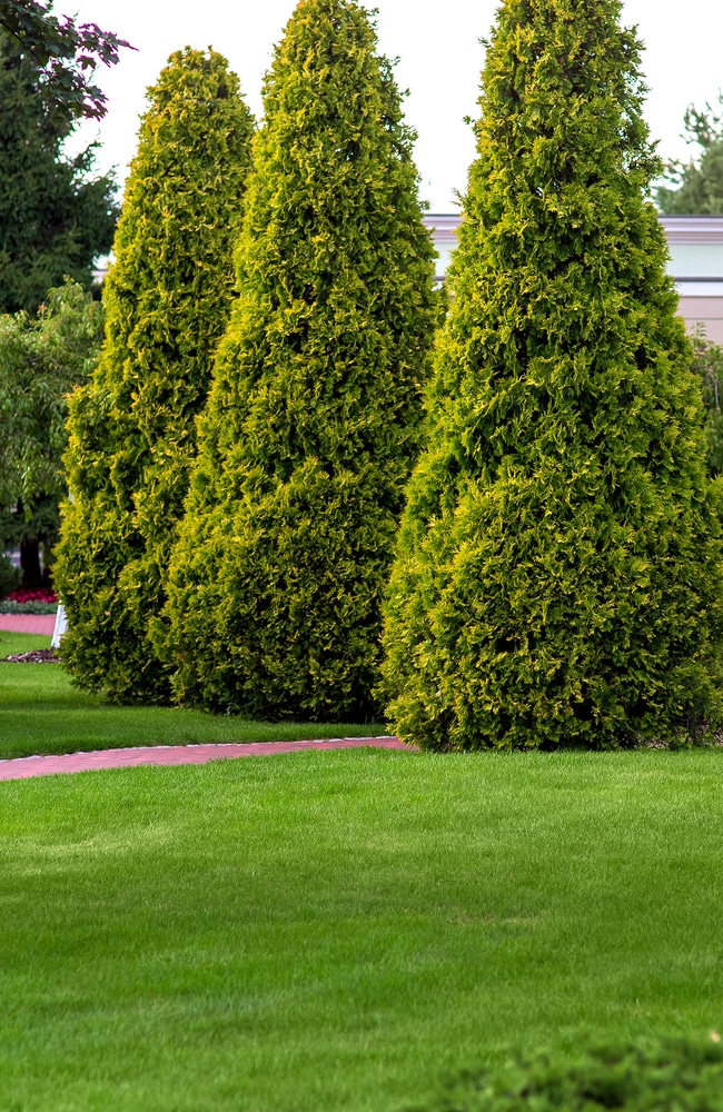 How to Trim Arborvitae? — 7 Mistakes to Avoid (and Tips)