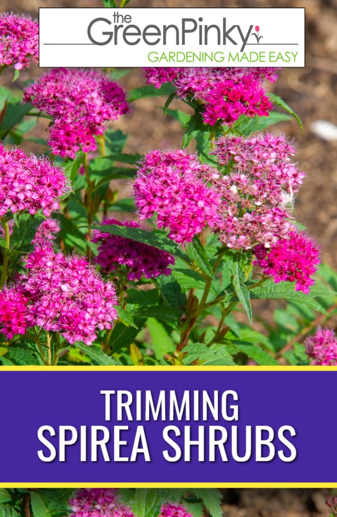 Spirea shrubs need to be properly trimmed with step-by-step instructions.